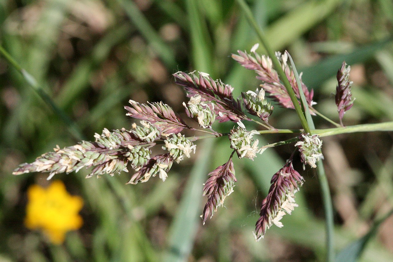 Канареечник Phalaris arundinacea